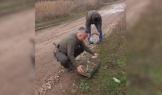 19 Saka Kuşu Doğaya Salındı, 176 Bin TL Ceza Kesildi