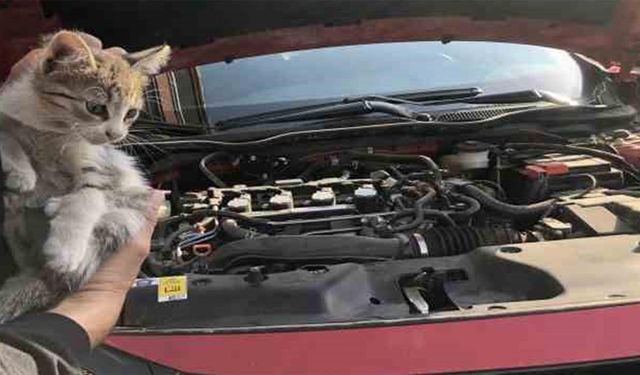 Yalova Belediyesi’nden Can Dostlar İçin Vatandaşlara Kritik Uyarı