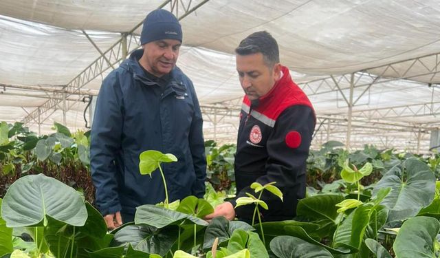 İl Müdürü İlmeç, Antoryum Serasını Ziyaret Etti