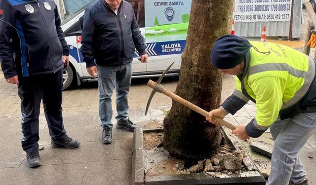 Yalova Belediyesi’nden Ağaçlara Müdahaleye Karşı Uyarı