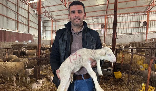 Milyonluk Koçun Kuzuları İçin Bugünden Sıraya Girdiler
