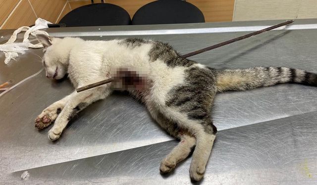 Çiftlikköy’de Sokak Kedisine Vahşet: Belediye Veterinerleri Kurtardı