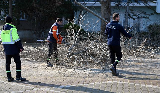 Yalova Belediyesi’nden Gazipaşa Caddesi’nde Ağaç Budama ve Bakım Çalışması