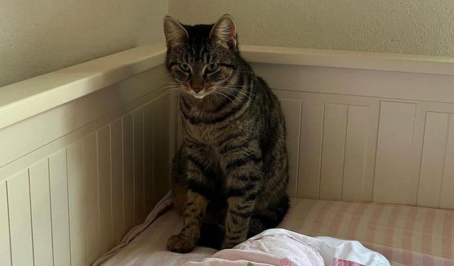 Sevimli Moka Çiftlikköy’de Kayboldu