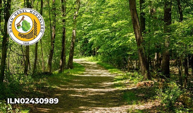 Orman Yollarında Sanat Yapısı Yapım İşi