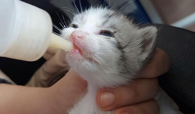 Çiftlikköy’de Sokak Hayvanları Emin Ellerde