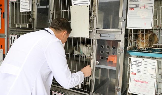 ‘Şanslı’ Kedi, Sıcak Bir Yuvaya Kavuşmayı Bekliyor