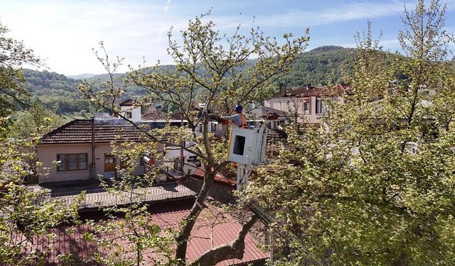 Anıt Ağaçlar Koruma Altında
