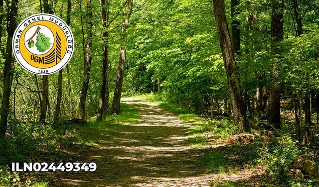 Yalova Orman İşletme Müdürlüğüne Bağlı Şefliklerde Verim Yüzdesi Tespiti