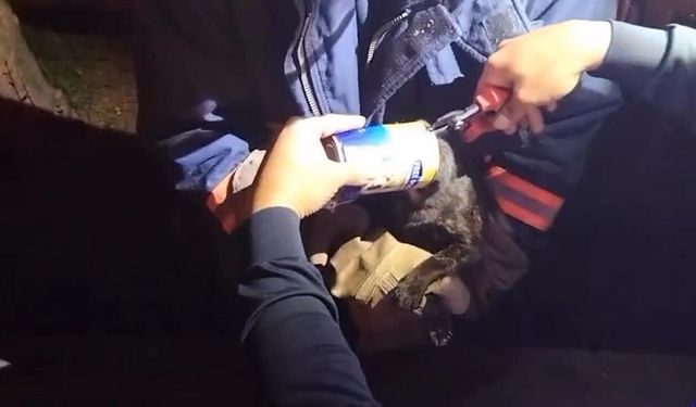 Başı Kutuya Sıkıştı, Yardımına Ekipler Koştu
