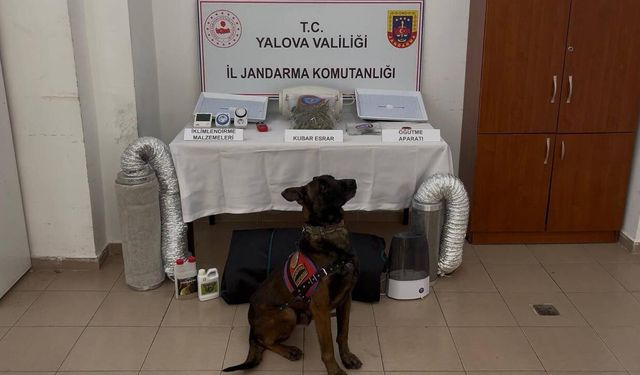 Kenevir Yetiştiren Şüpheliye Gözaltı