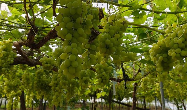 "Yalova İncisi” Üzümde Sezon Açıldı