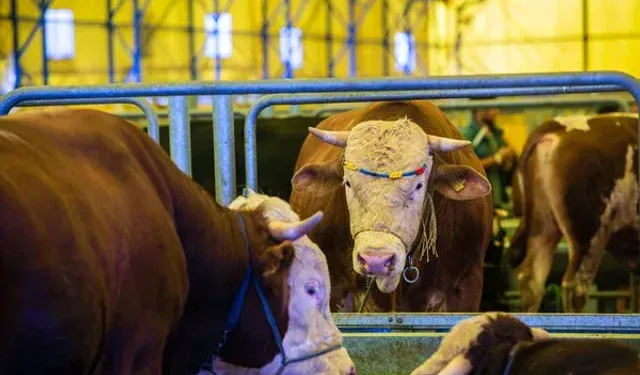 Yalova’da Kurban Bayramı Tedbirleri Açıklandı