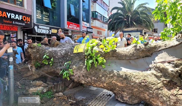 Yalova Caddesi’nde Asırlık Çınar Yola Devrildi