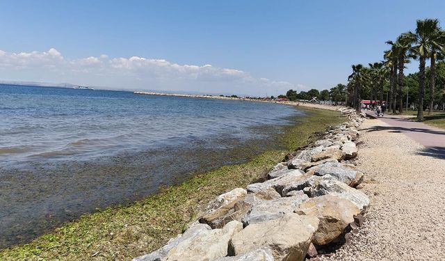 Yalova Sahili’nde Yosun Salgını