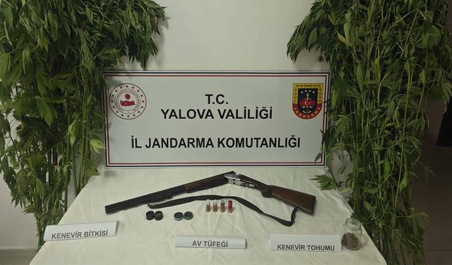 Çiftlikköy’de 46 Kök Kenevir Ele Geçirildi