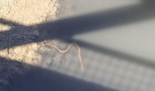 Yalova'da Peş Peşe Yılan Görüntüleri