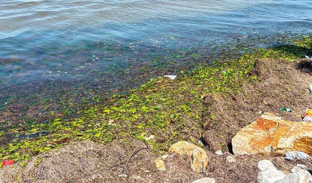 Yalova Akasya Plajı'nda Yosun ve Çöp Sorunu