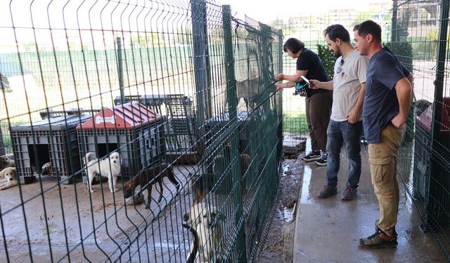 Hayvanseverlerden Çiftlikköy’de Sokak Hayvanlarına Tam Destek