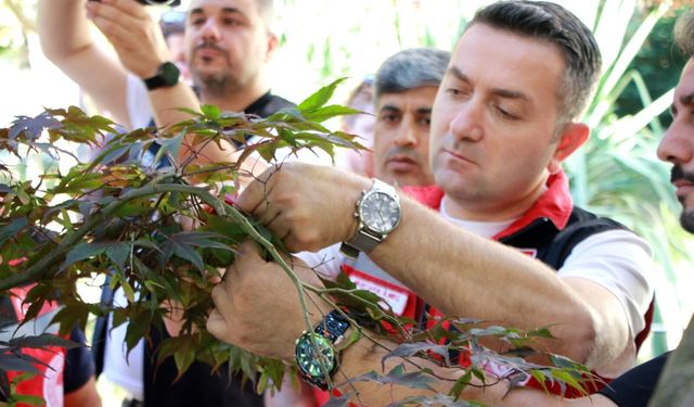 Kahverengi Kokarcaya Karşı 5 Bin Samuray Arısı Doğaya Salındı