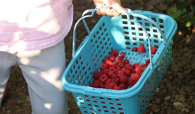 Yalovalı Doğaseverlerin Yeni Gözdesi Bolu'daki Meyve Bahçesi