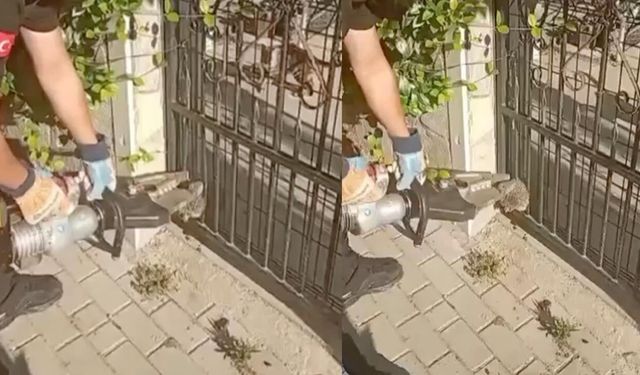 Çiftlikköy’de Kapıya Sıkışan Kirpi İçin Seferber Oldular