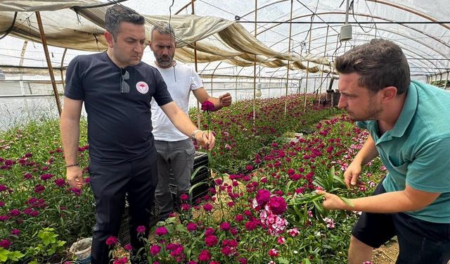 İl Müdürü İlmeç'ten Çiçek Üreticisine Yerinde Destek