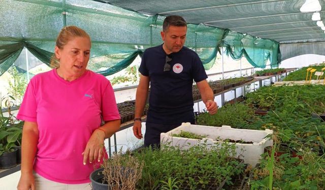 Yalova'da Tıbbi Aromatik Bitki Üretimine Yakın Takip