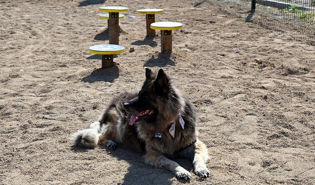 Yalova’da Patili Dostlarımıza Özel Pati Park Açıldı