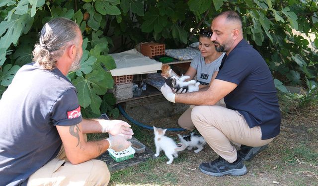 Çiftlikköy Ekipleri, Anne ve Yavru Kedilerin İmdadına Koştu