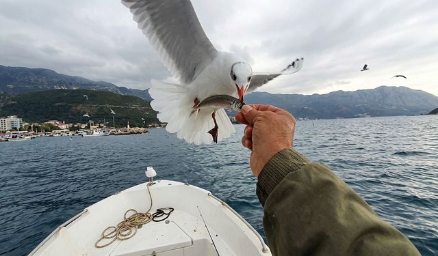 Esenköy’de Balıkçı Martıları Ellerinden Besledi