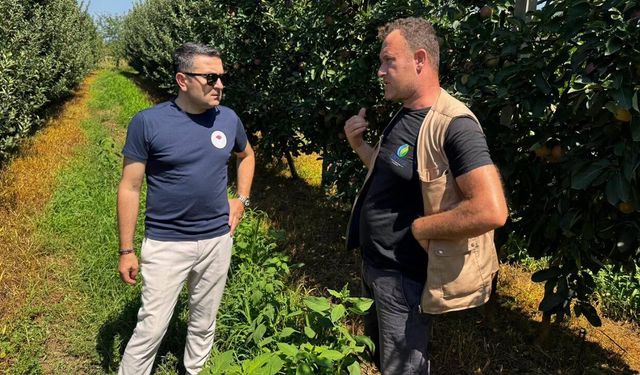 Yalova’da Kivide Kök Çürüklüğüne Karşı Sahada İnceleme