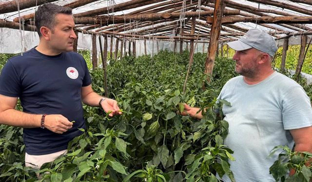 Teşvikiye’de Desteklenen Serada Hasat Başladı