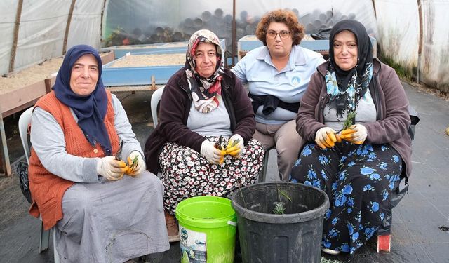Çiftlikköy Belediyesi’nde Kış Dönemi Bitki Üretimleri Başladı
