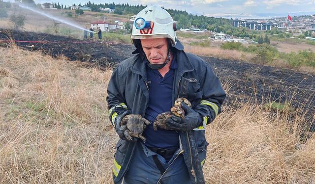 Yalova’da Alevlerden 11 Kaplumbağa Kurtarıldı