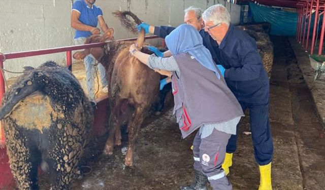 Yalova’da İthal Besilik Hayvanlar Kontrolden Geçiyor