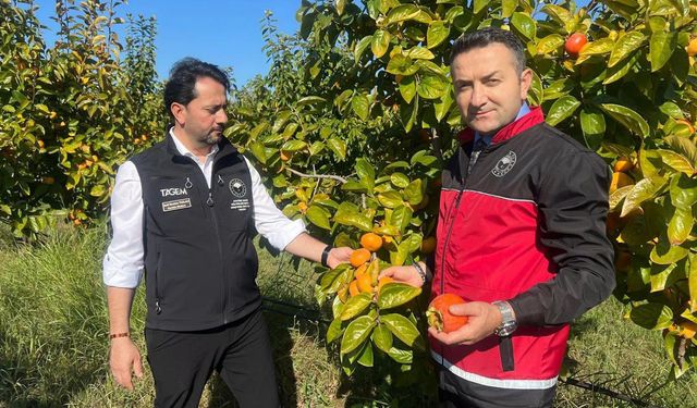 Yalova’da Mandalina Hasadı Yapıldı