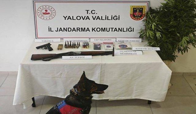 Yalova’da Kenevir Operasyonu