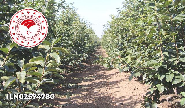 Çınarcık İlçe Tarım ve Orman Müdürlüğü'nden İlan