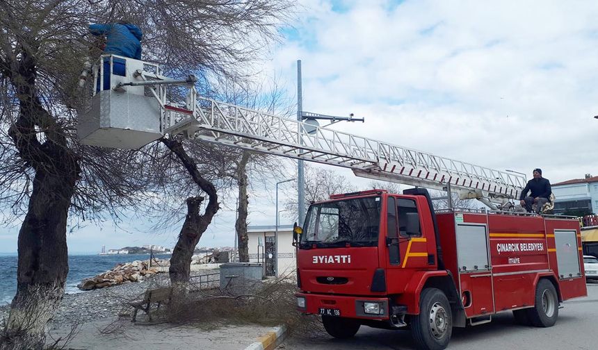 İlçe Genelinde Ağaç Budama Çalışması