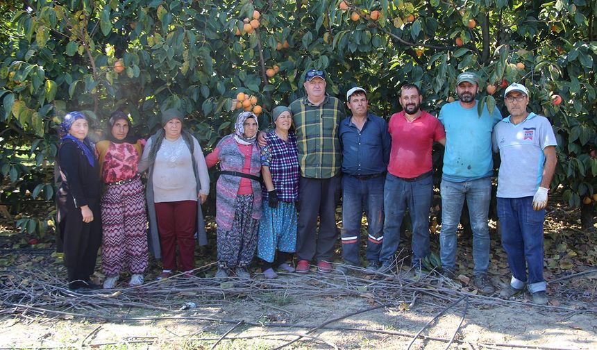 Yalova’nın Tarımda Yeni Gözdesi: Trabzon Hurması Uluslararası Pazara Açılacak