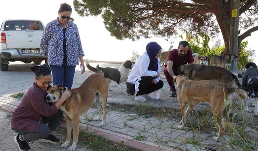 Armutlu Belediyesi’nden Sokak Hayvanlarına Destek