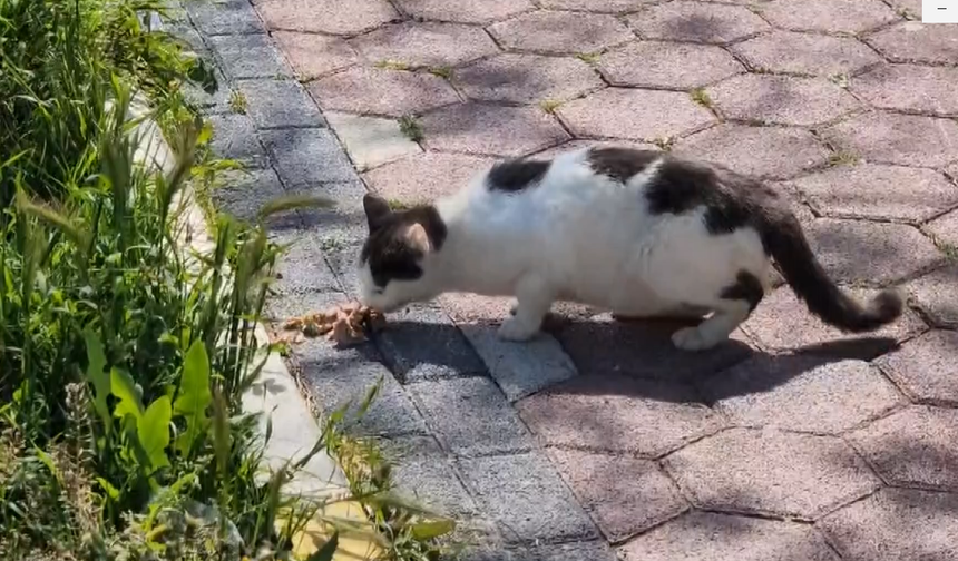 Yalova'da Sokak Kedilerini Harçlıklarıyla Besliyorlar
