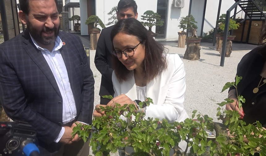 Yalova Bonsai Müzesi'nde Dut Hasadı Heyecanı