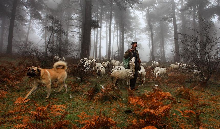 Uluslararası Fotoğraf Yarışmasına Büyük İlgi