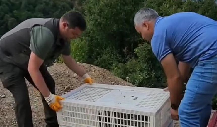 Esenköy’de 100 Kınalı Keklik Doğayla Buluştu