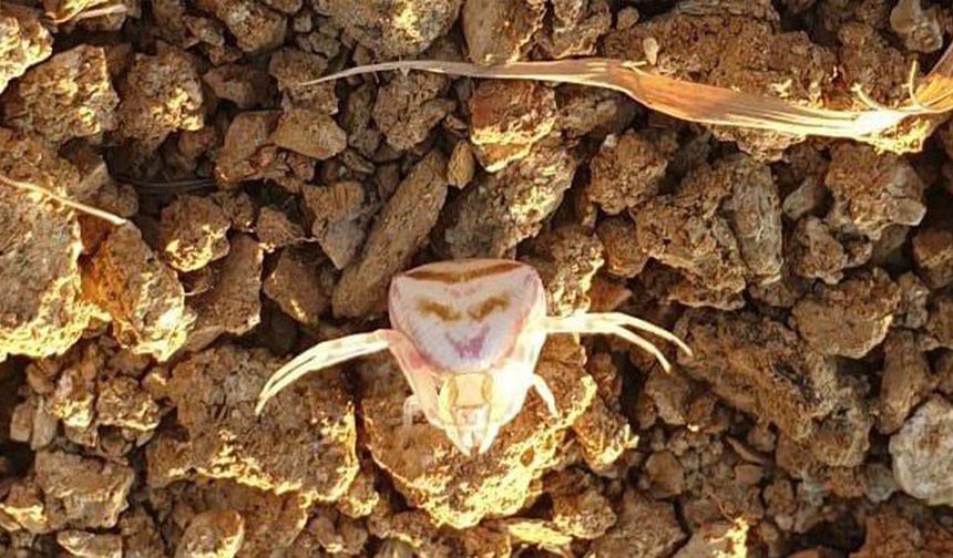Yalova'da 'İnsan Yüzlü Örümcek' Görüldü