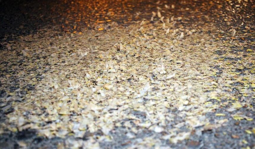 Yol Beyaza Büründü: Kar Değil, Birgün Sineklerinin ‘Ölüm Dansı'