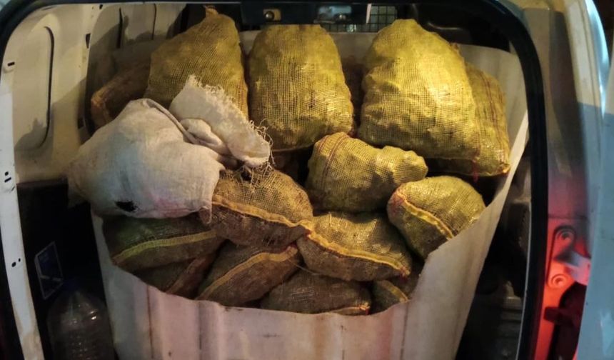 Armutlu’da 500 Kilo Kaçak Midye Ele Geçirildi
