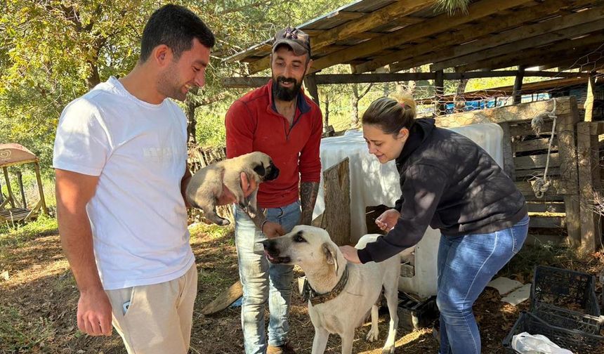 Armutlu’da Köpeklere Mikroçip ve Aşı Uygulaması